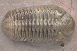 Austerops Trilobite From Jorf - Top Quality Specimen #213138-1